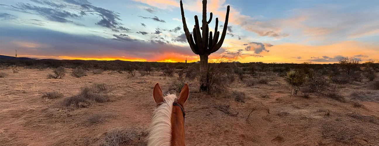 Brad Barkemeyer Performance Horses - Image 1